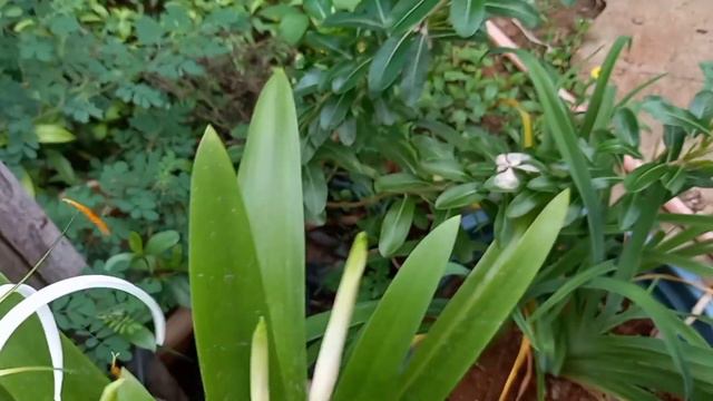 Mini garden tour/and/Rain lily flower/Adenium plant/Rainy season care/🐛🦠🐛