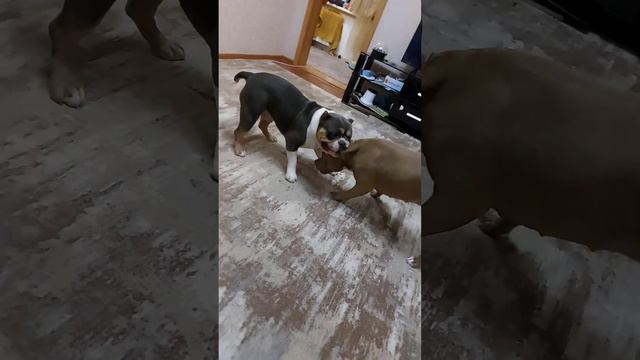 Американские Булли.  Boomer & Kiara