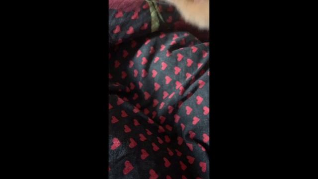 ?Болик и Лёлик: редкие британские котята?
