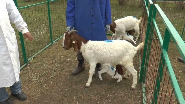 Козы мясного направления Goat breed смотреть онлайн
