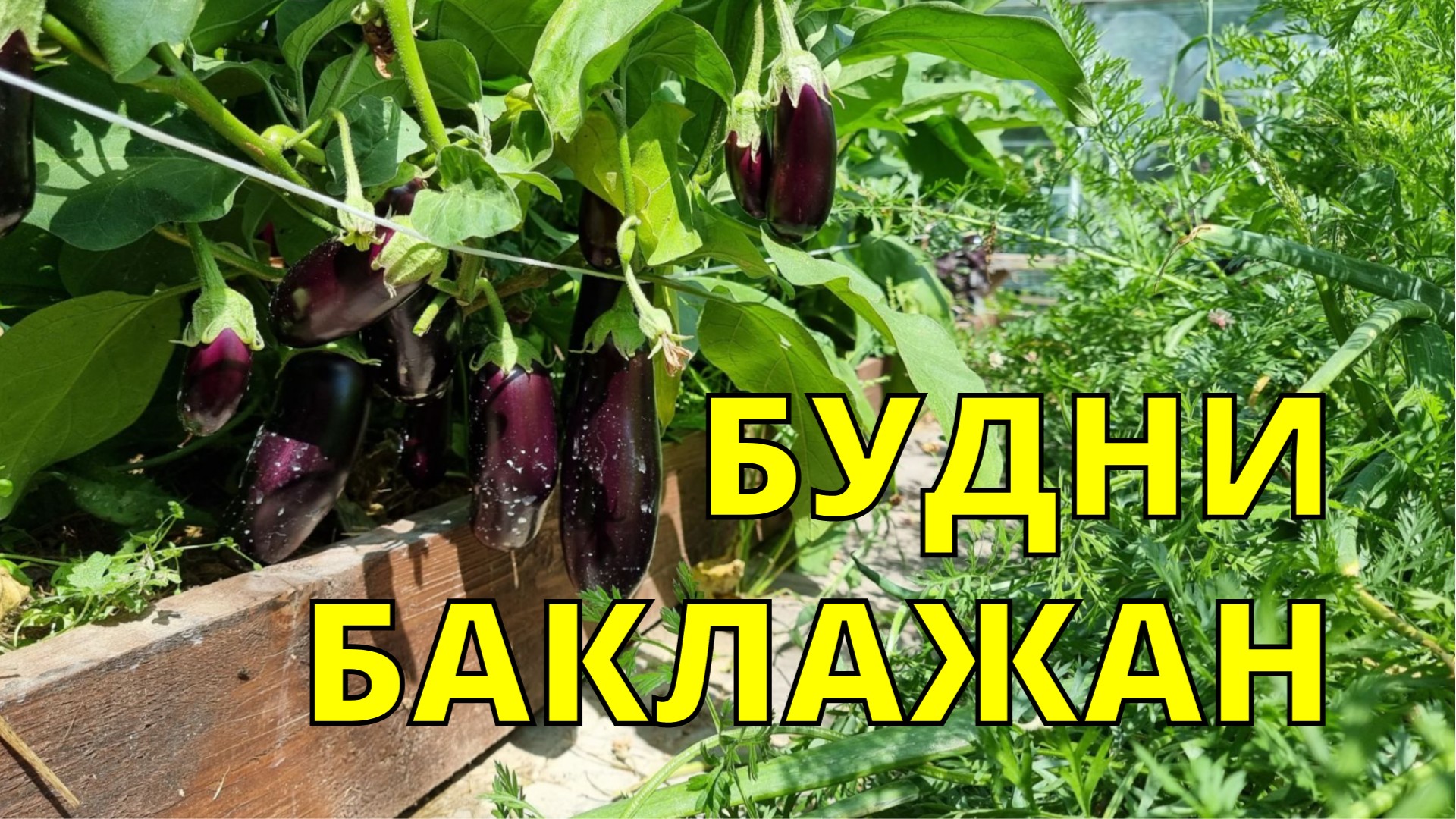 баклажаны выращивание в открытом грунте и теплице сезон 2022 года