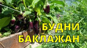 баклажаны выращивание в открытом грунте и теплице сезон 2022 года
