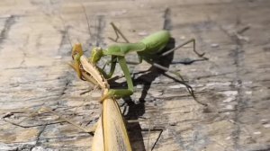 Зелёная напала на серого богомола и откусила ему голову..коварство женщин.... Это в конце видео