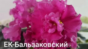 Сортовые цветущие фиалки