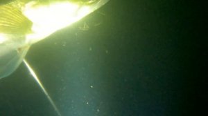 Подводная охота. Осенние Коряжники с Сазанами. Подводная охота на реке Белая в Башкирии.