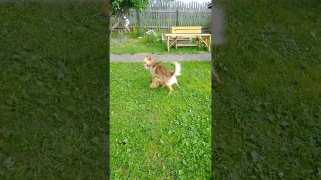 псы на отдыхе в югу смотреть онлайн