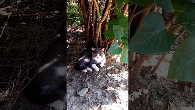 Смешныекоты #Забавныеживотные # анекдот #funnycatsvideo # юмор?????