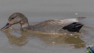 Голоса птиц: серая утка