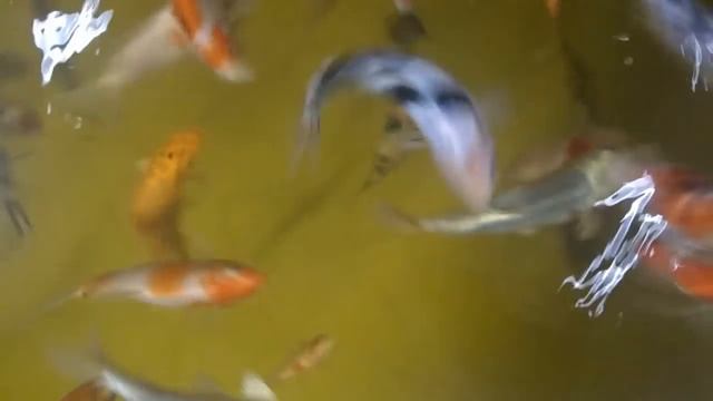 Японский парчовый карп (карп кои) в Новосибирске смотреть онлайн