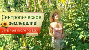 Синтропическое земледелие!
