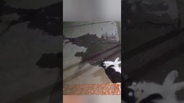 Кот Макс нашёл воду.