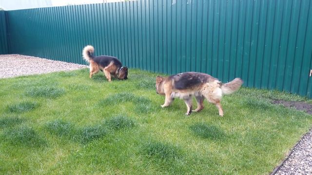 Немецкая овчарка знакомство кабеля и суки/German shepherd смотреть онлайн