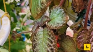 Episcia/Flame Violet Varieties||Bee Creative Be Positive||Malayalam