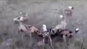 реальная Африка  Дикие собаки убивают сородича