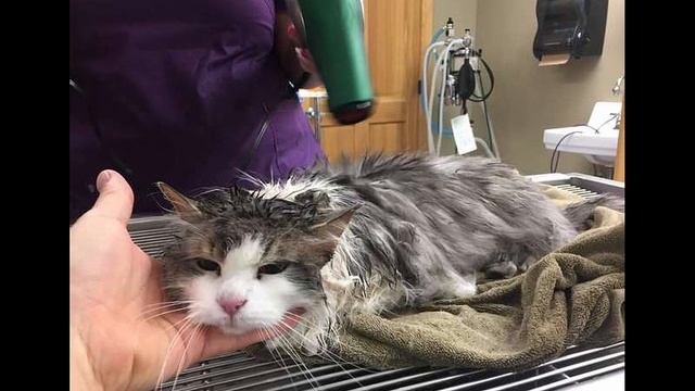 Он превратился в КОМОК СНЕГА и не мог двигаться. Спасение кота холодной зимой. смотреть онлайн