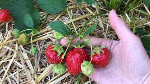 АЛЛЕГРО. Очень ранний и вкусный сорт клубники смотреть онлайн