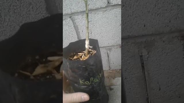 Прививка мандарина на сеянец трифолиаты смотреть онлайн