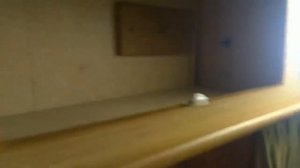 Выбор и покупка небольшого прицепа-кемпера. Elddis Elf 750 кг.  Вступаем в ряды караванеров