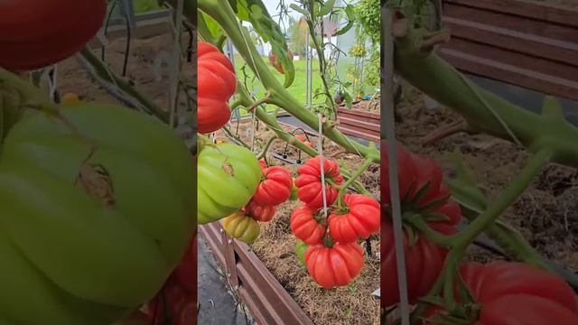 Невероятно красивый и урожайный томат 
Сорт Грибное лукошко