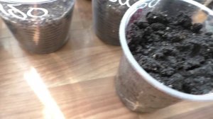 Арахис на рассаду взошел через шесть дней после посева