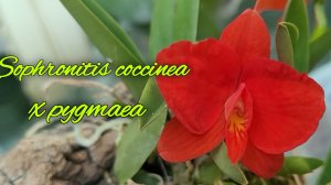 Sophronitis coccinea x Sophronitis pygmaea. Первичный гибрид.