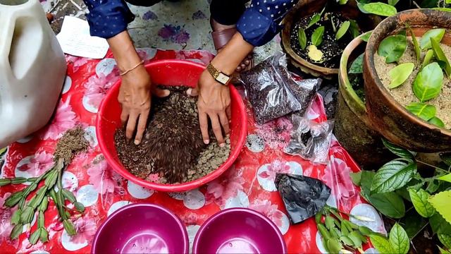 बिना किसी Care Indoor में उगायें सेकरों फूल देने वाले Christmas Cactus // Crab Cactus Growing tips смотреть онлайн