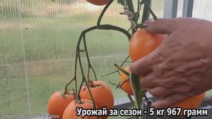 Томат Бычье сердце персиковое ! Один из самых урожайных...#помидор #томат #урожай