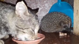 ХОДЯТ -ХОДЯТ ЁЖИКИ В ТУМАН