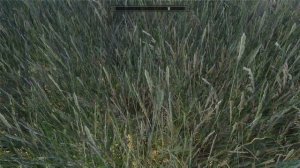 Skyrim Mod: ENBSeries Grass Collision (with 1st Person View)