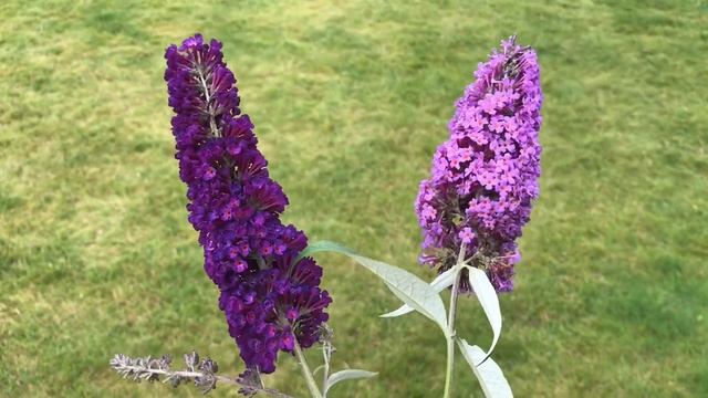 Секреты успеха по уходу за буддлеей Давида ! Buddleja Davidii смотреть онлайн