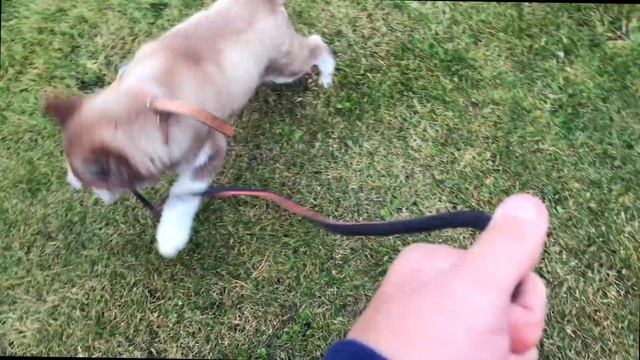 ВЛОГ: ОДИН ДЕНЬ ИЗ ЖИЗНИ ЭДВИНА , УТРО + ДОМАШНЯЯ ШКОЛА + ИГРЫ + ПРОГУЛКА + УРОКИ + СОН , VLOG смотреть онлайн