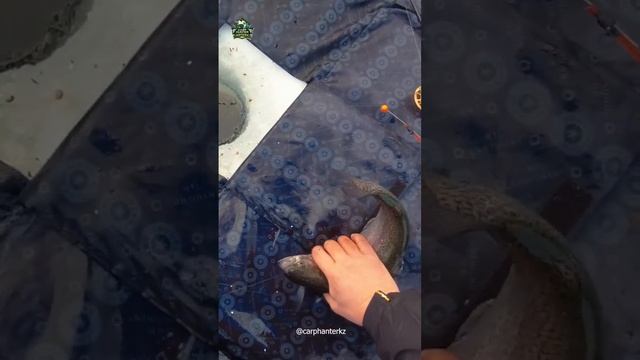 Ловим радужную форель Красный горняк-Астана  #рыбалкавастане #рыбалканафорель