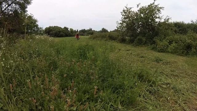 Mowing grass for drying to make hay for rabbits. Grass cutting with a trimmer смотреть онлайн