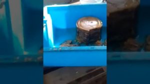 подкормка пчёл забрусом