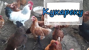 КАК КУКАРЕКАЮТ ПЕТУХИ. ПЕНИЕ ПЕТУХА