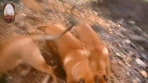 Triumf Epira - Dogo Canario - щенки канарского дога
