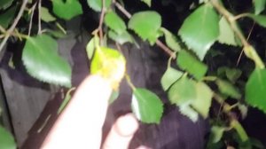 Черенковать осенью, когда? Можно ли черенковать в августе и сентябре?