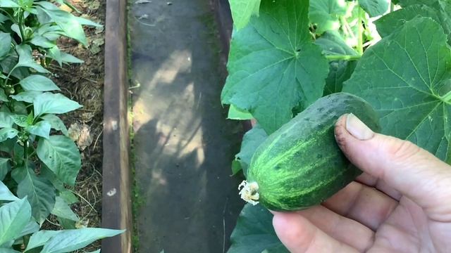 Новый котелок. Живой корм. Как добраться до дома. смотреть онлайн