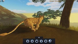 A lion Pride WIP |Roblox|Kaede|Testing|