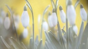 Песни мужчин о женщинах