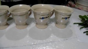 Педилантус  Обрезка и размножение.