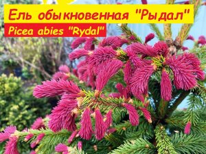 Ель обыкновенная "Рыдал". Picea abies "Rydal"