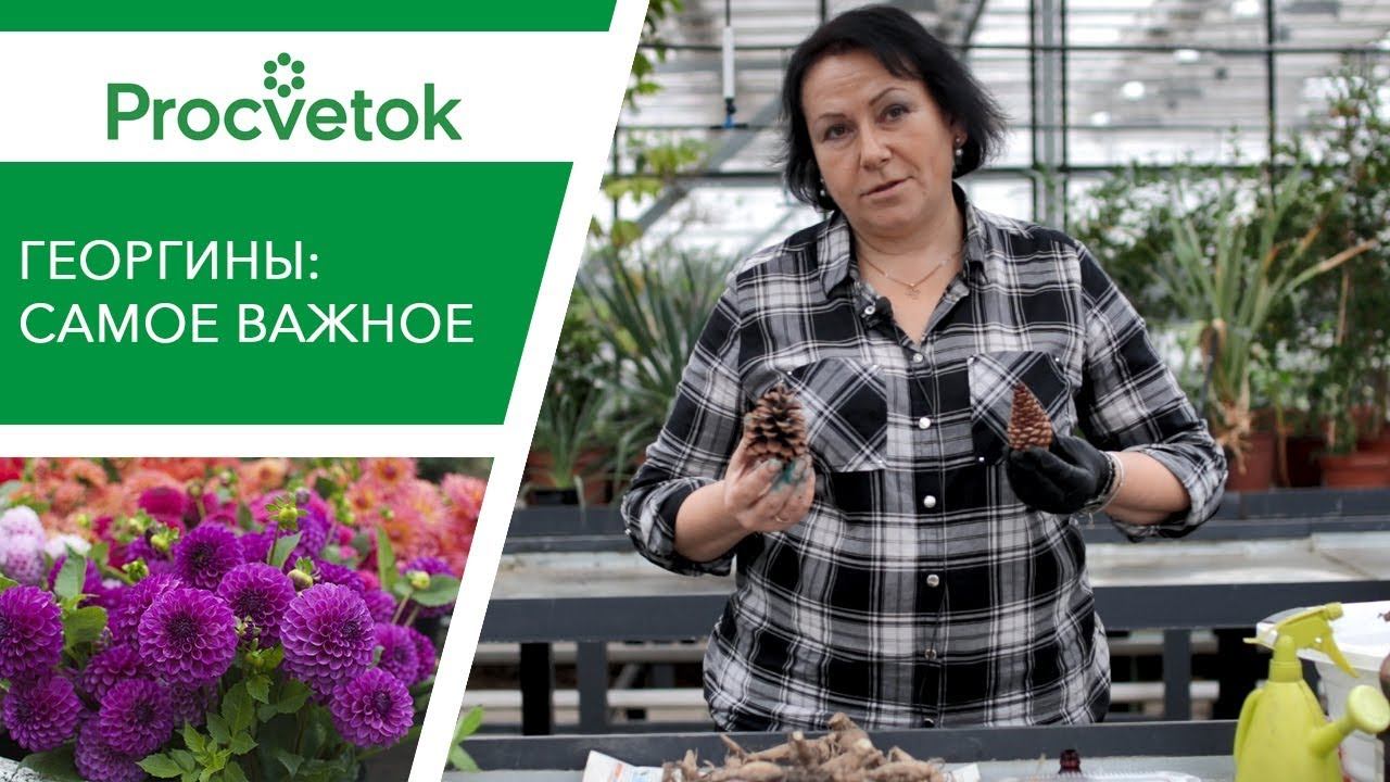 Нюансы хранения и размножения ГЕОРГИН. И при чем тут шишки? смотреть онлайн