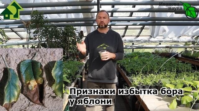 ГЛАВНОЕ - не переБОРщить! ПОДКОРМКА, КОТОРАЯ МОЖЕТ ЛИШИТЬ УРОЖАЯ! Удобрение на ТРИ буквы!