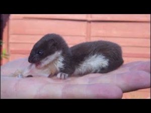 Мужчина нашёл маленький комочек шерсти и поселил его в ведре, но кто это был – никто понятия не имел