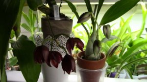 SUPER TIMELAPSE - 3 orchids blooming! Don't miss out!