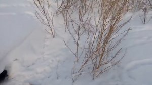 Переустановка силков на куропаток