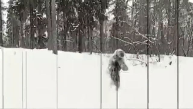 #short  Снежный человек. Йети. Видео.
