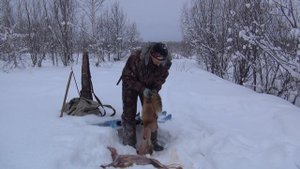 Разрезаем хвост шкурки лисы 132