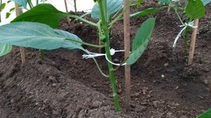 ТЕХНОЛОГИЯ ВЫРАЩИВАНИЯ ПЕРЦЕВ